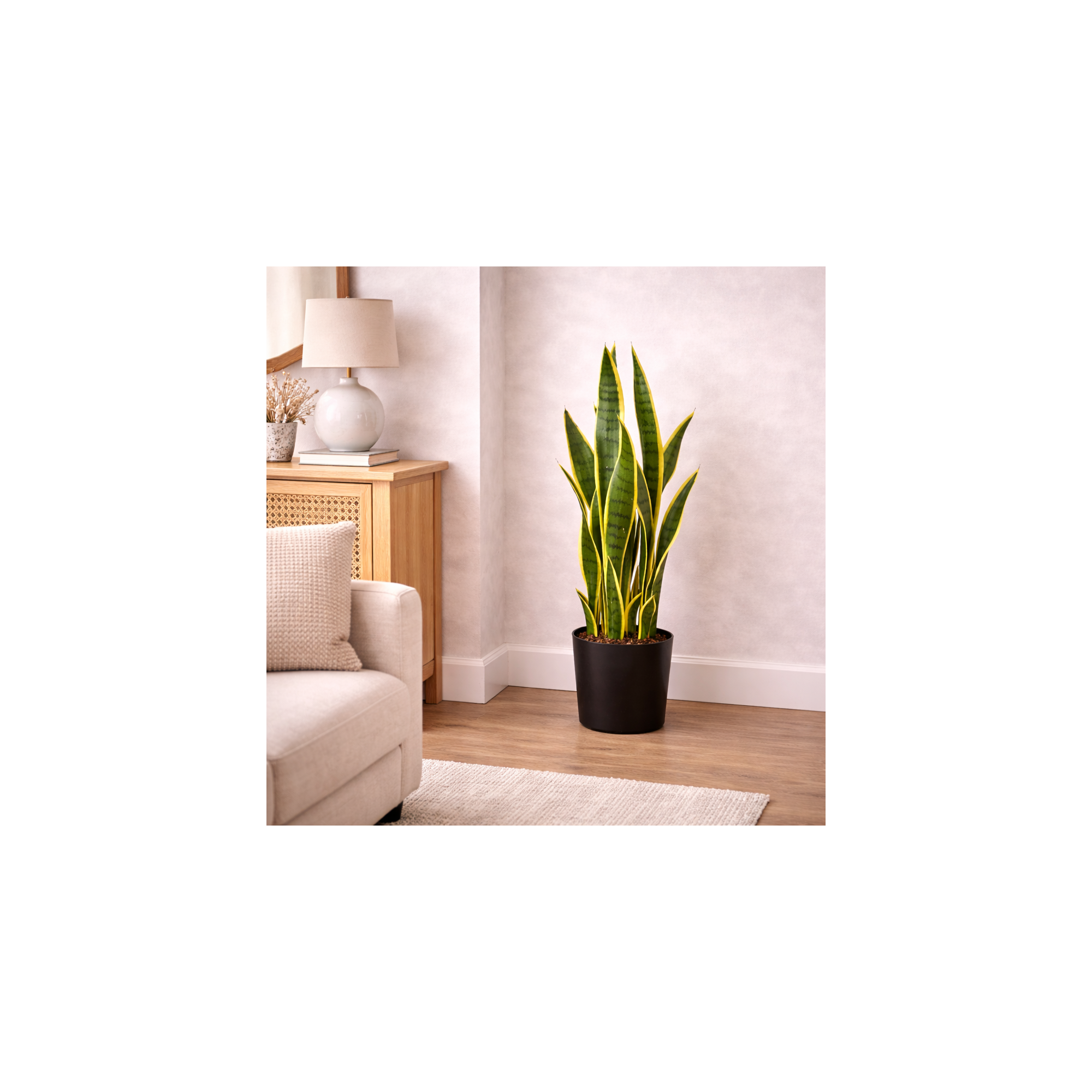 Giulia Grillo Sanseveria Artificiale  Variegata  Small  UVR  H 65 cm