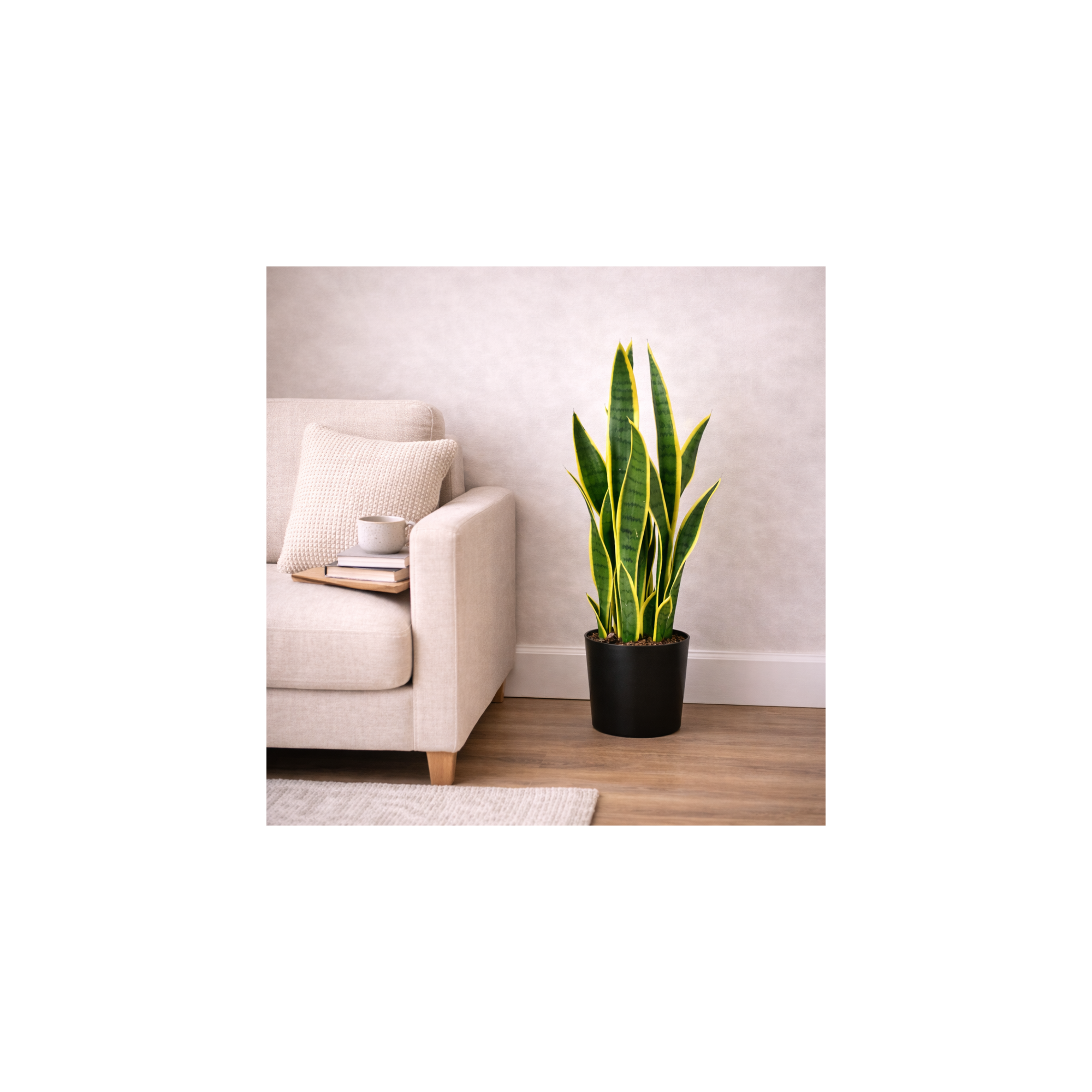 Giulia Grillo Sanseveria Artificiale  Variegata  Small  UVR  H 65 cm