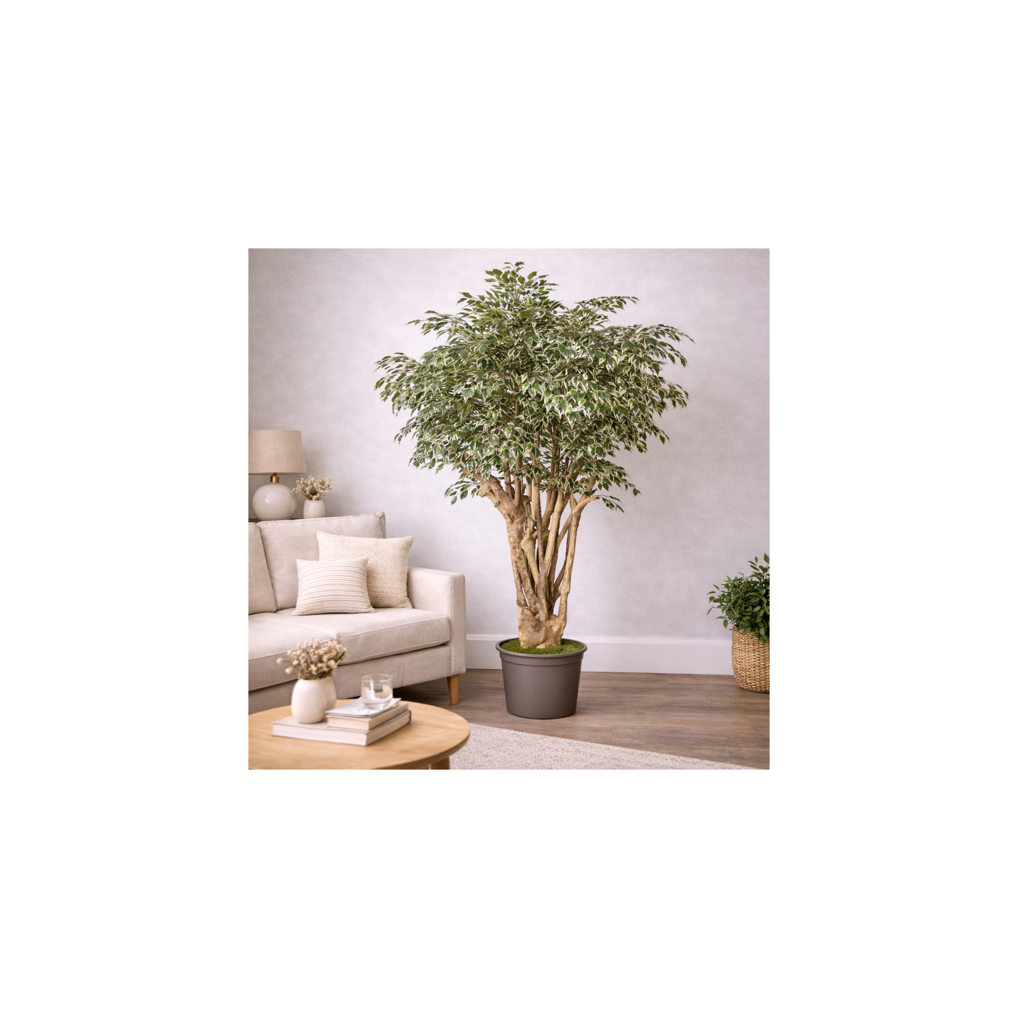 Giulia Grillo Ficus Hawaiian Seminaturale  Variegato  Tronco Tobago H 225 CM