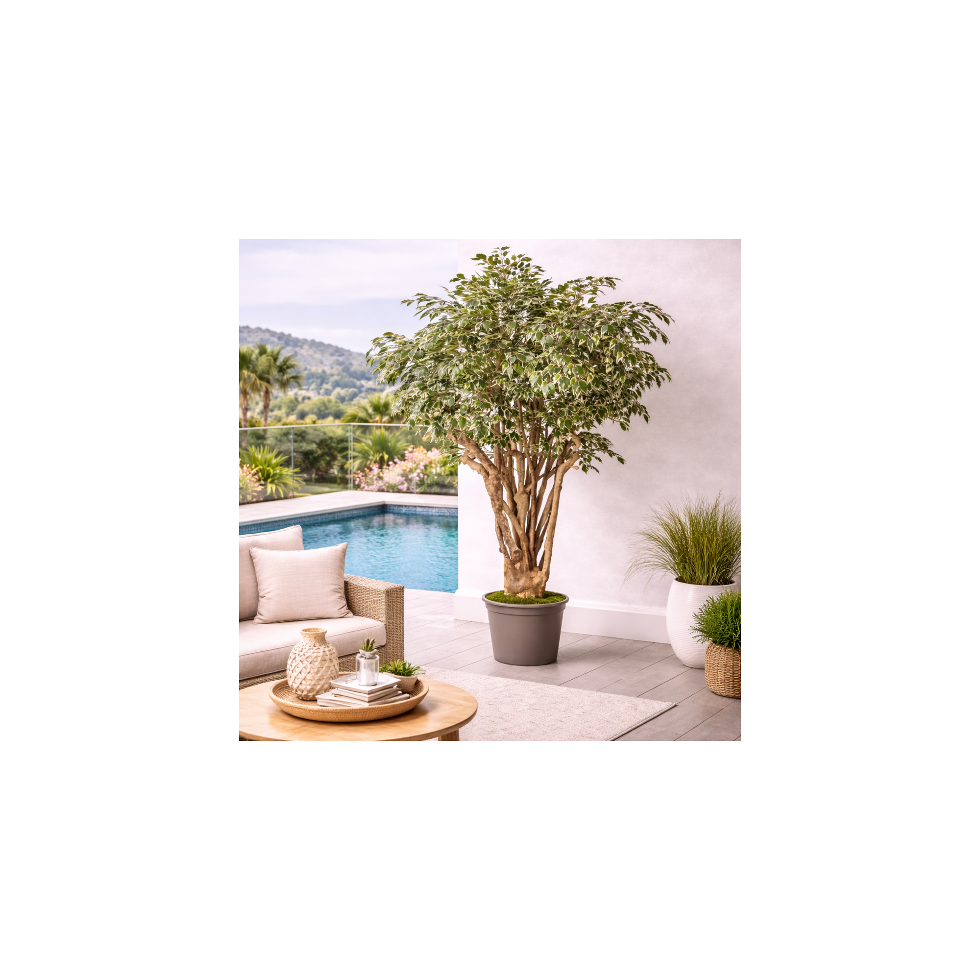 Giulia Grillo Ficus Hawaiian Seminaturale  Variegato  Tronco Tobago H 225 CM