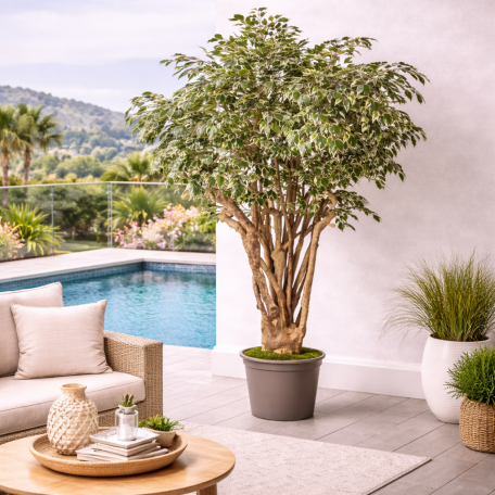 Ficus Hawaiian Seminaturale  Variegato  Tronco Tobago H 225 CM