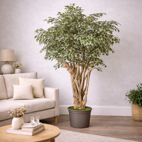 Ficus Hawaiian Seminaturale  Variegato  Tronco Tobago H 200 CM