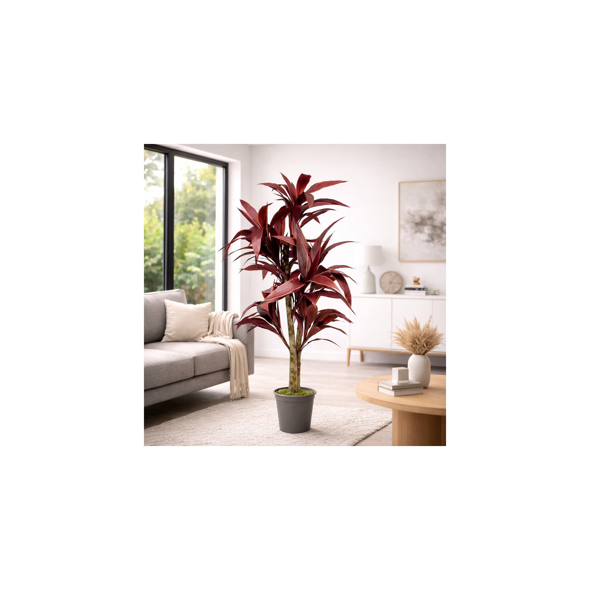 Giulia Grillo Dracena Semi-Naturale Rossa  UVR  Tronco Mansanisi H 200 cm