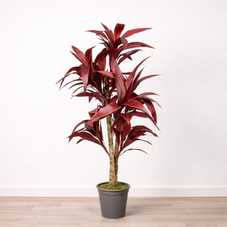 Dracena Semi-Naturale Rossa  UVR  Tronco Mansanisi H 200 cm