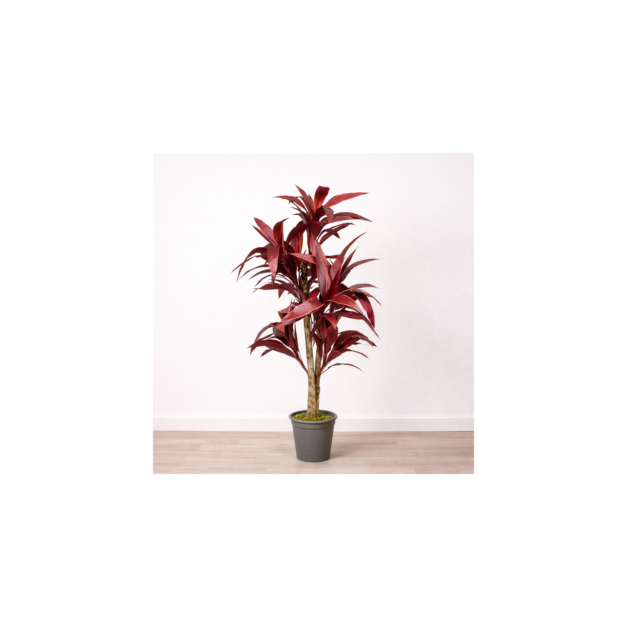 Giulia Grillo Dracena Semi-Naturale Rossa  UVR  Tronco Mansanisi H 150cm