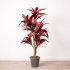 Dracena Semi-Naturale Rossa  UVR  Tronco Mansanisi H 150cm