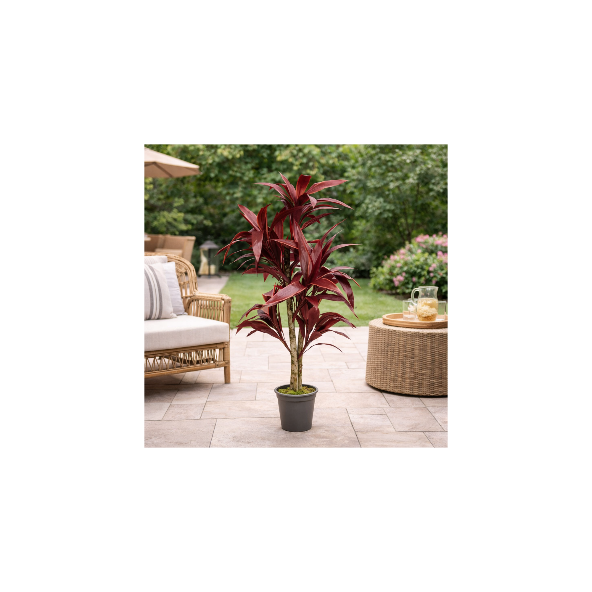 Giulia Grillo Dracena Semi-Naturale Rossa  UVR  Tronco Mansanisi H 150cm