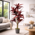 Dracena Semi-Naturale Rossa  UVR  Tronco Mansanisi H 150cm
