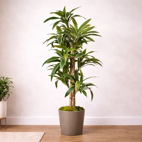 Dracena Semi-Naturale Luxe  Verde  UVR  Tronco Mansanisi H 200 cm