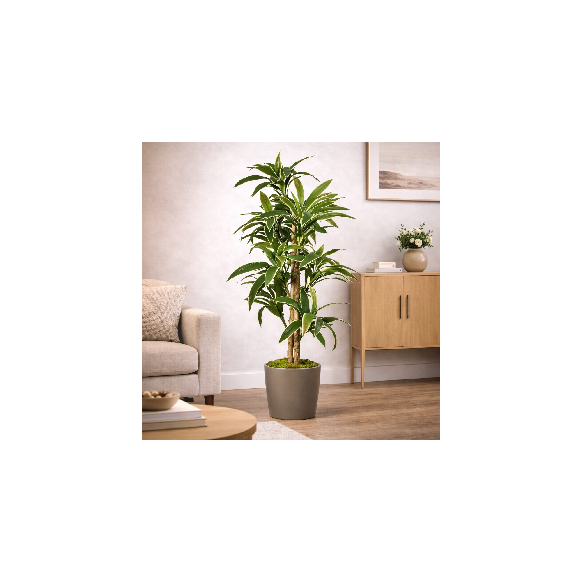 Giulia Grillo Dracena Semi-Naturale Verde  UVR  Tronco Mansanisi H 150Cm