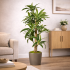 Dracena Semi-Naturale Verde  UVR  Tronco Mansanisi H 150Cm