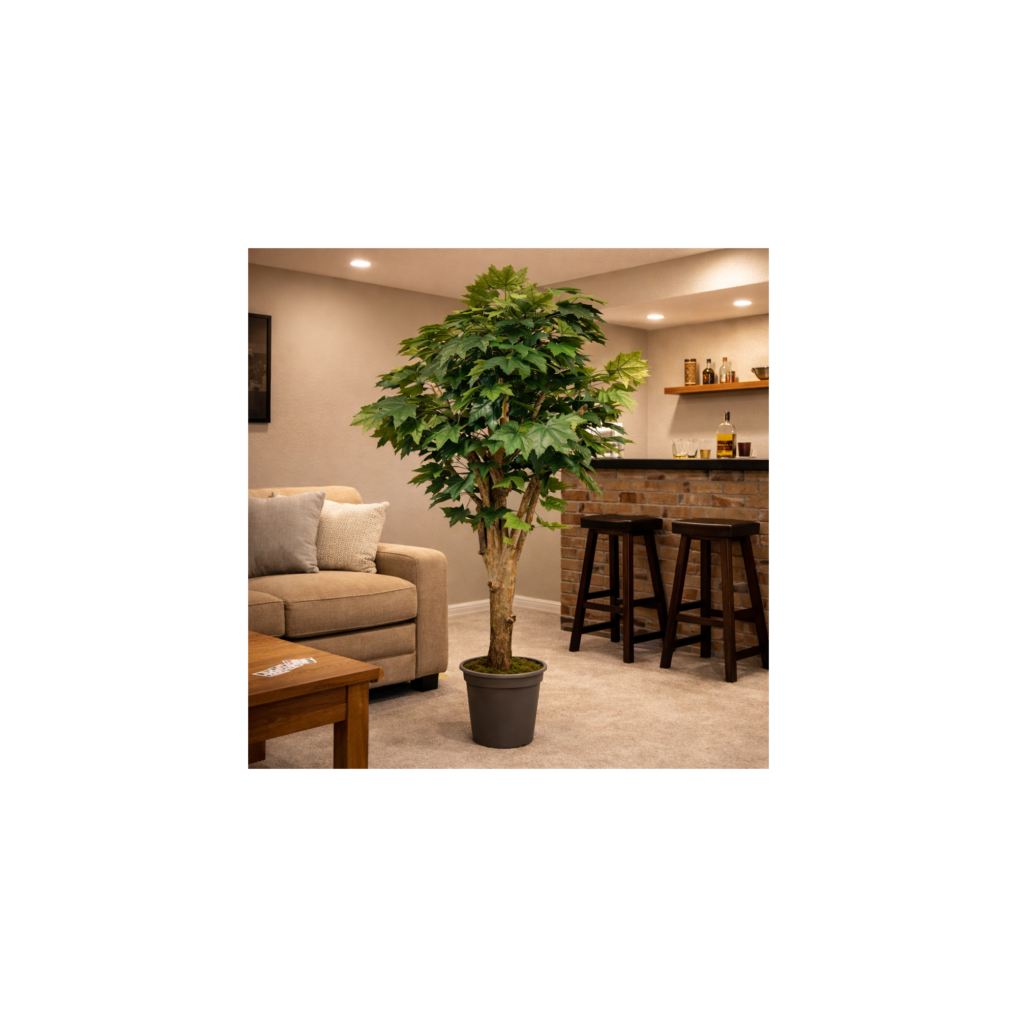 Giulia Grillo Acero Canadese Seminaturale  Verde  Tronco Mediterraneo