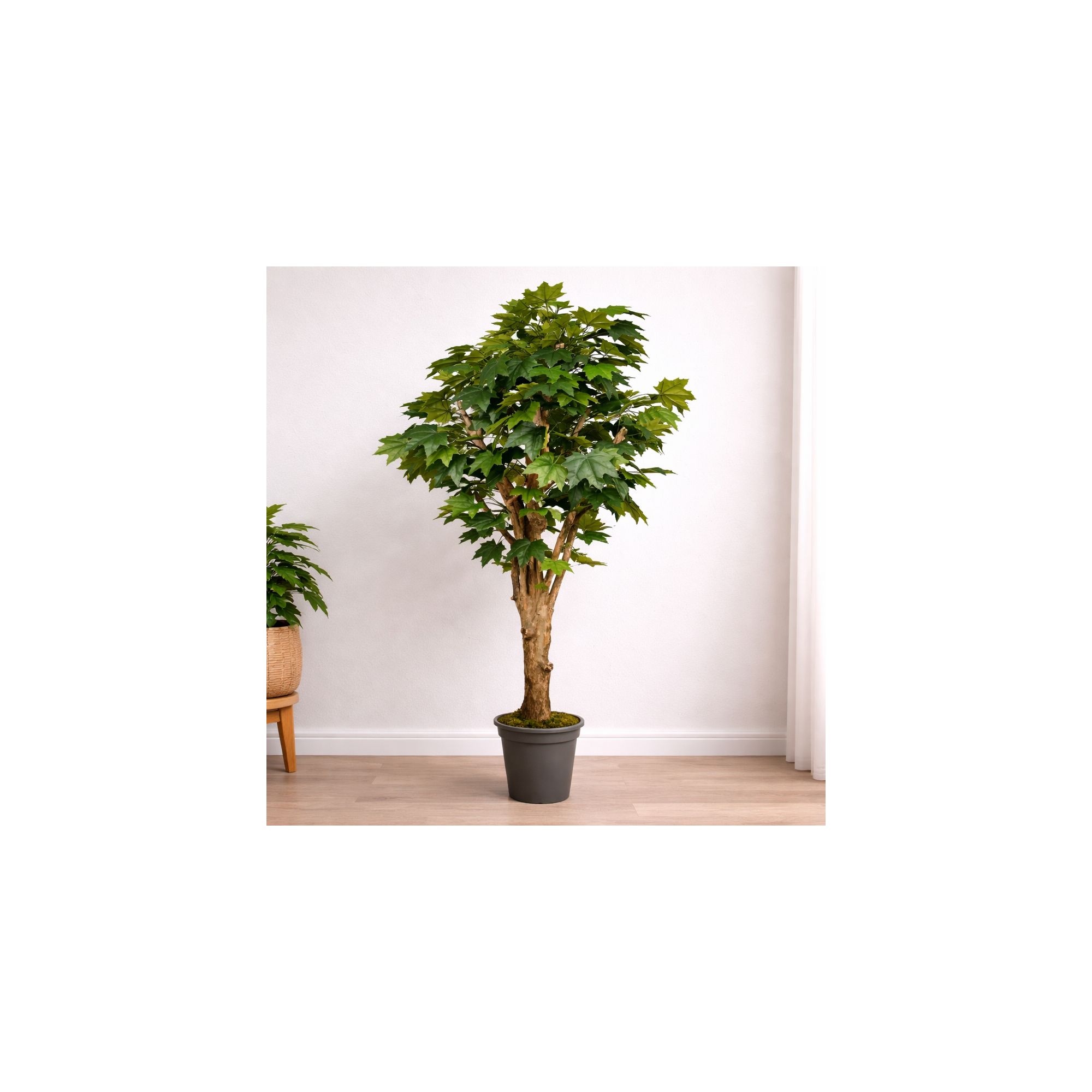 Giulia Grillo Acero Canadese Seminaturale  Verde  Tronco Mediterraneo