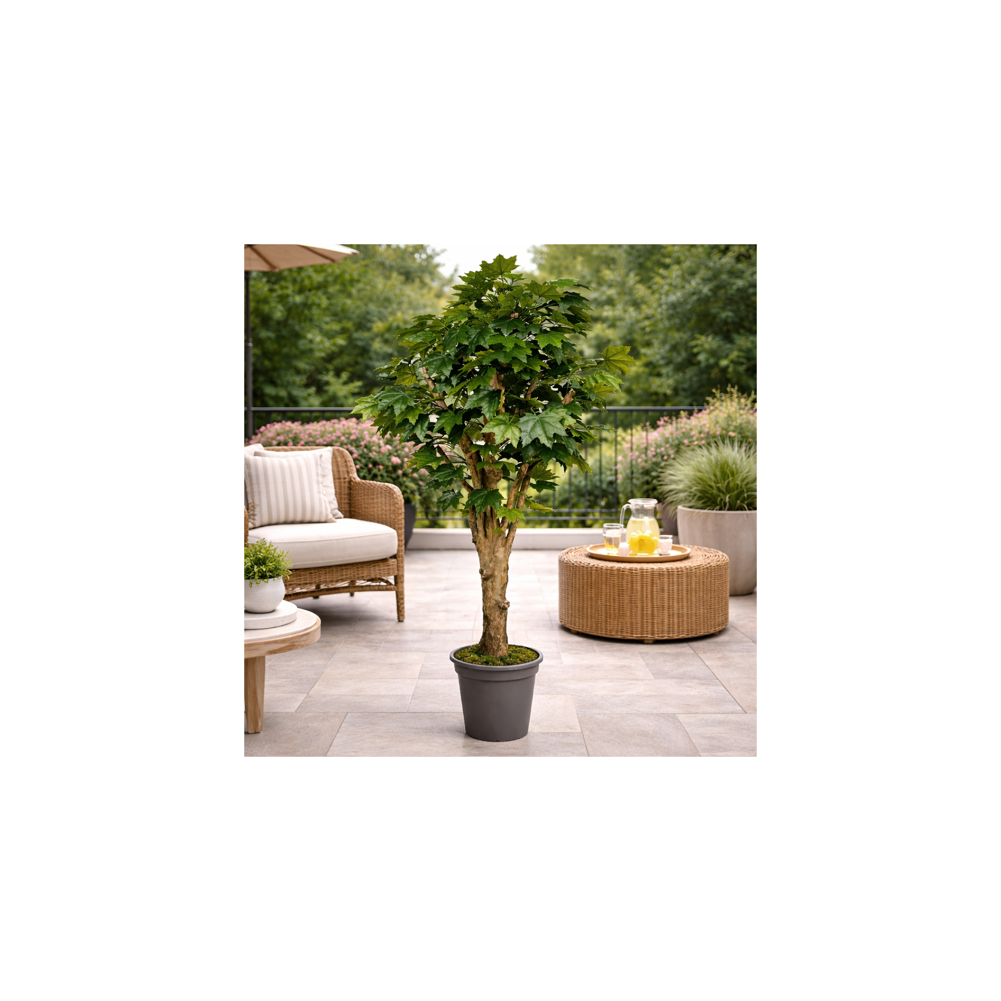 Giulia Grillo Acero Canadese Seminaturale  Verde  Tronco Mediterraneo H 175 cm