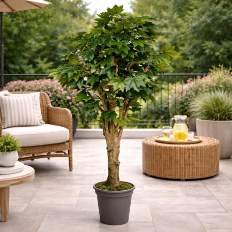 Acero Canadese Seminaturale  Verde  Tronco Mediterraneo H 175 cm