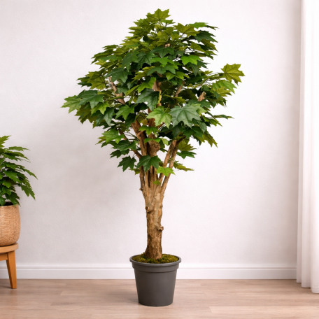 Acero Canadese Seminaturale  Verde  Tronco Mediterraneo H 175 cm