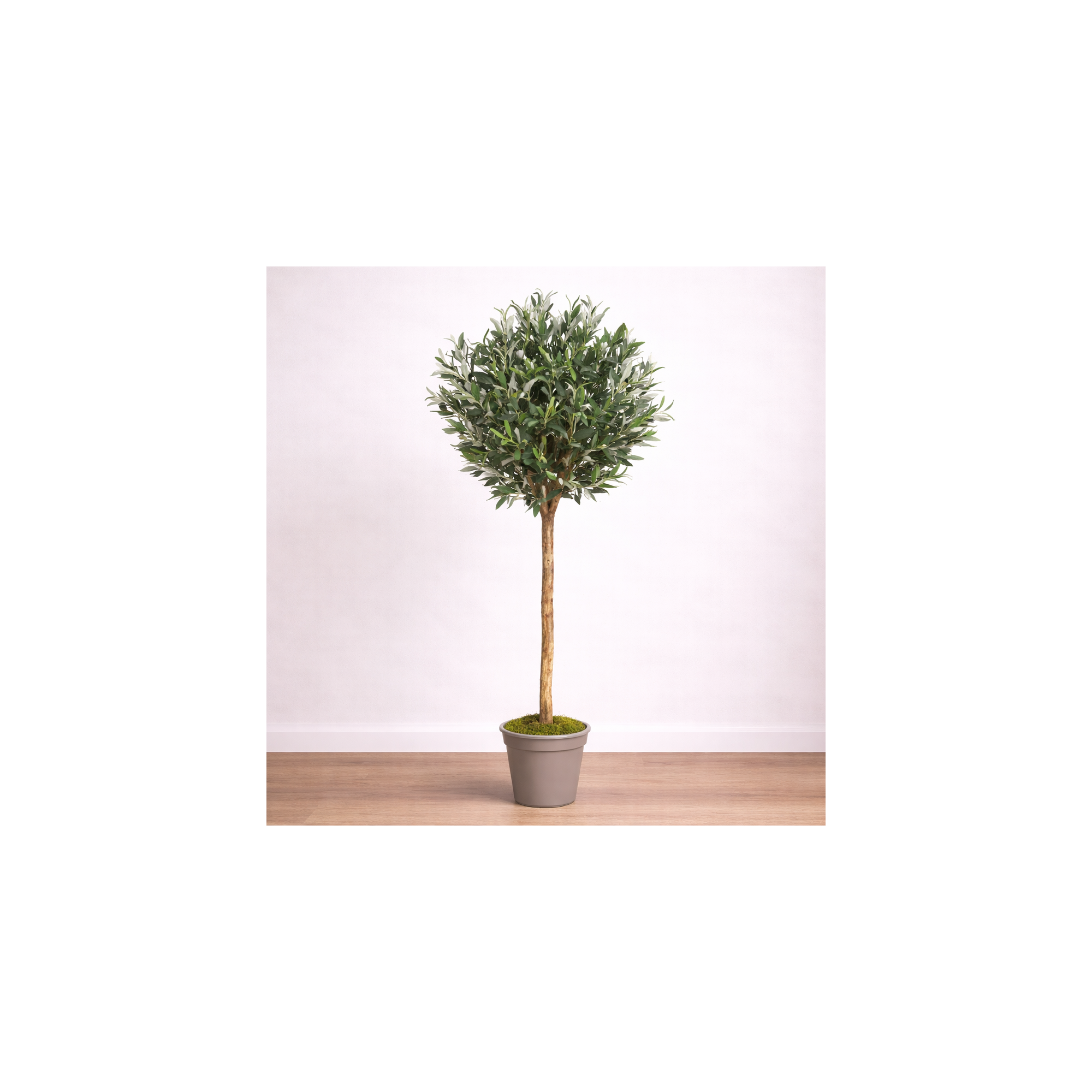 Giulia Grillo Olivo Ball Seminaturale  Verde con frutti H 180cm