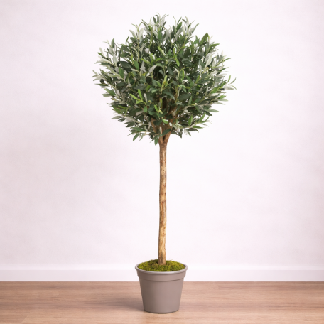 Olivo Ball Seminaturale  Verde con frutti  Tronco Mansanisi  H 150