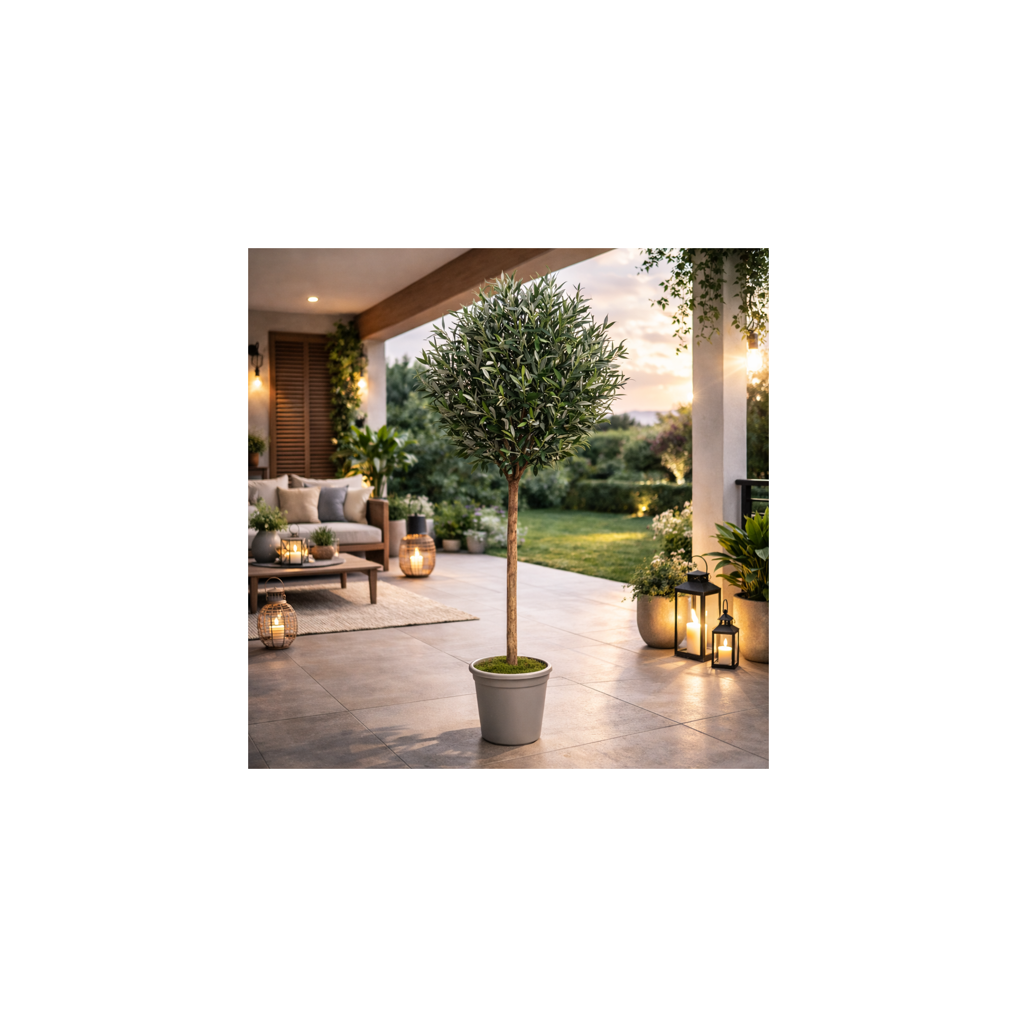 Giulia Grillo Olivo Ball Seminaturale  Verde con frutti  Tronco Mansanisi  H da 125cm