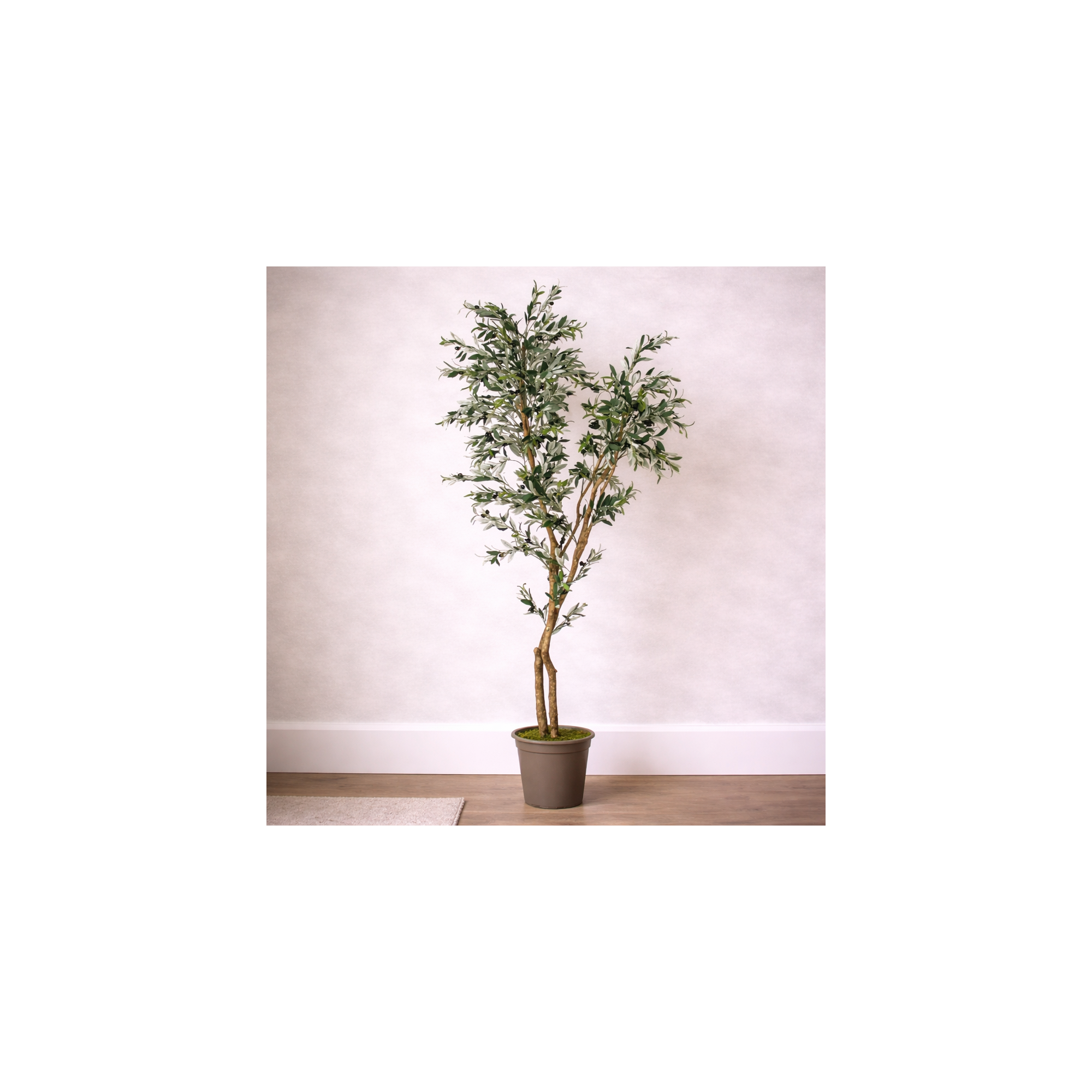 Giulia Grillo Olivo Seminaturale  Verde  Tronco Mansanisi H 250cm