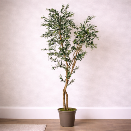 Olivo Seminaturale  Verde  Tronco Mansanisi H 250cm