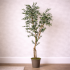 Olivo Seminaturale  Verde  Tronco Mansanisi H150 cm
