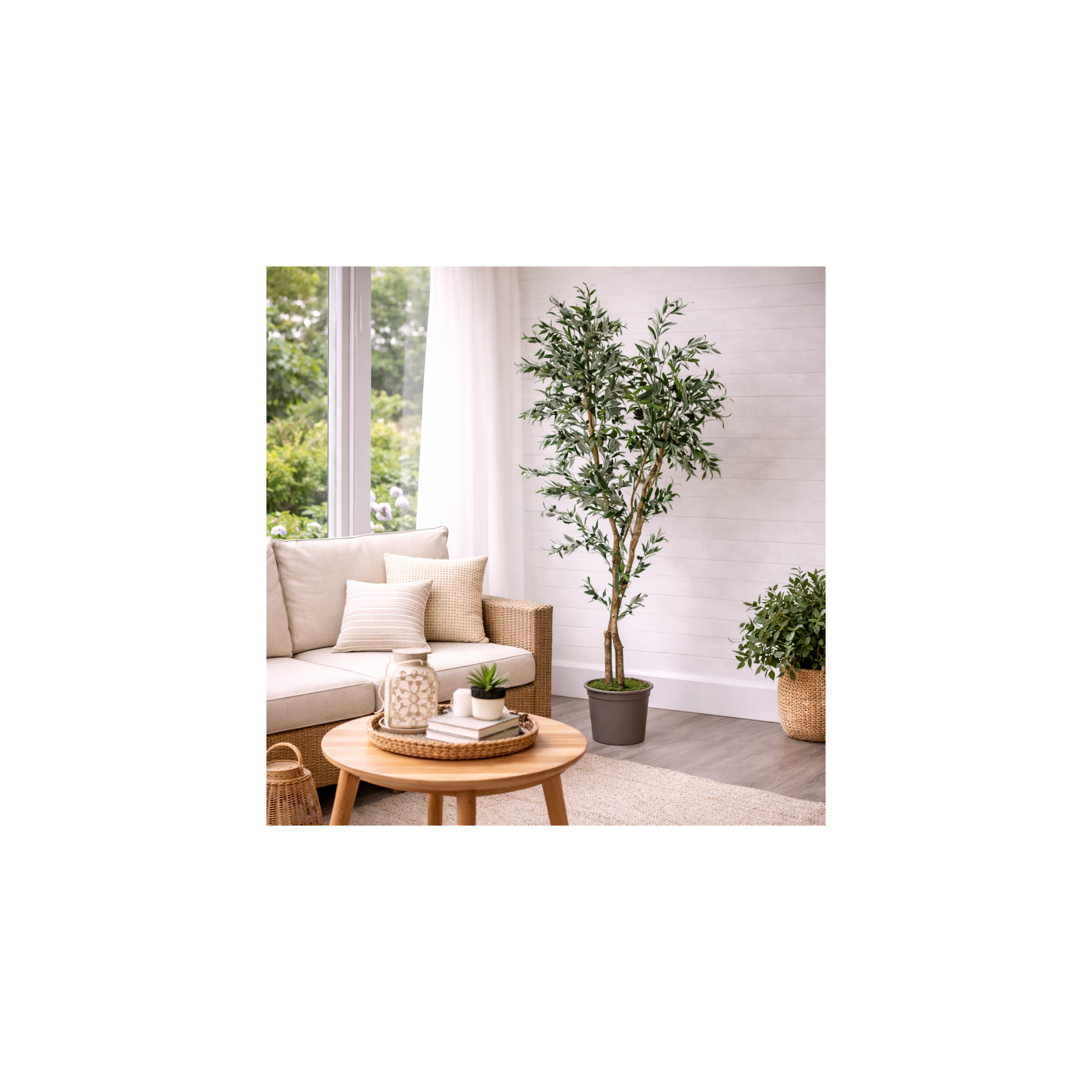 Giulia Grillo Olivo Seminaturale  Verde  Tronco Mansanisi H150 cm