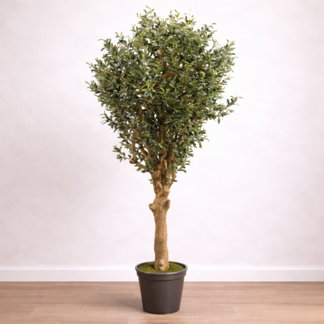 Olivo Seminaturale  Verde con frutti  Tronco Jamaica  H 250 cm