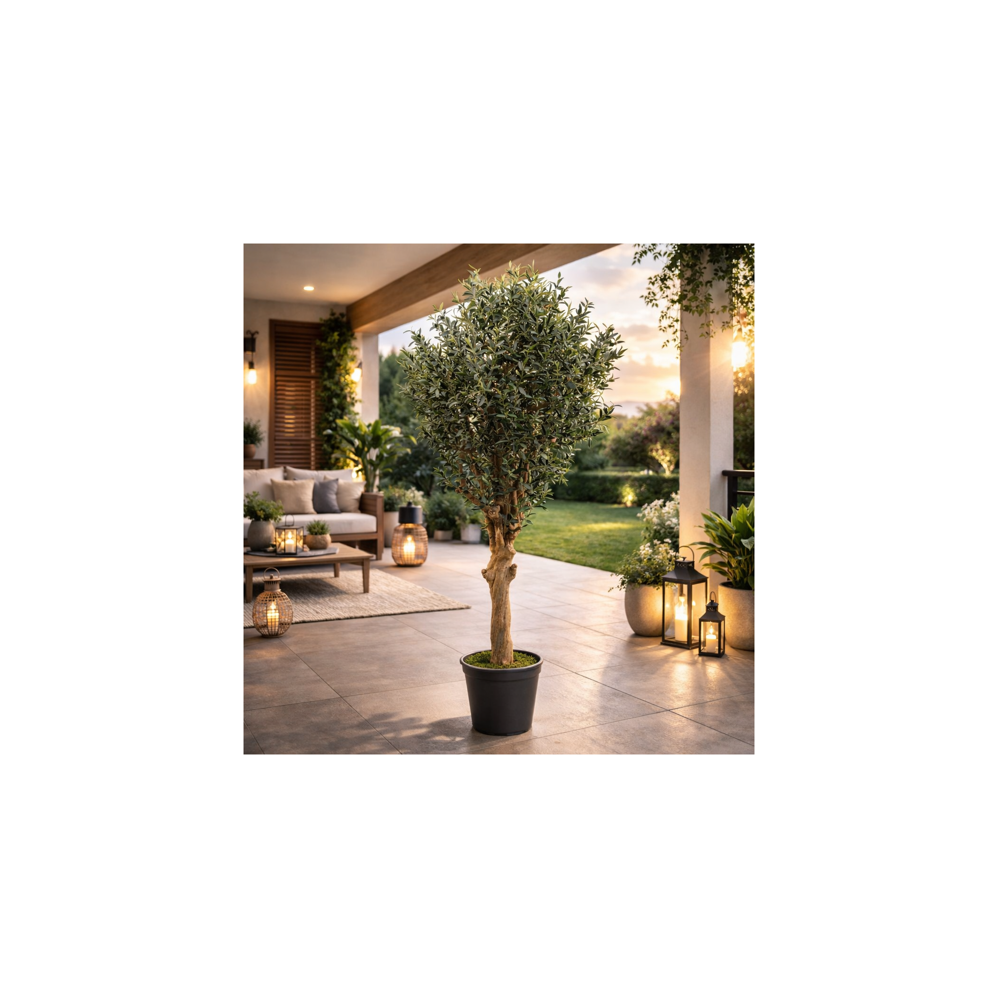 Giulia Grillo Olivo Seminaturale  Verde con frutti  Tronco Jamaica  H 250 cm