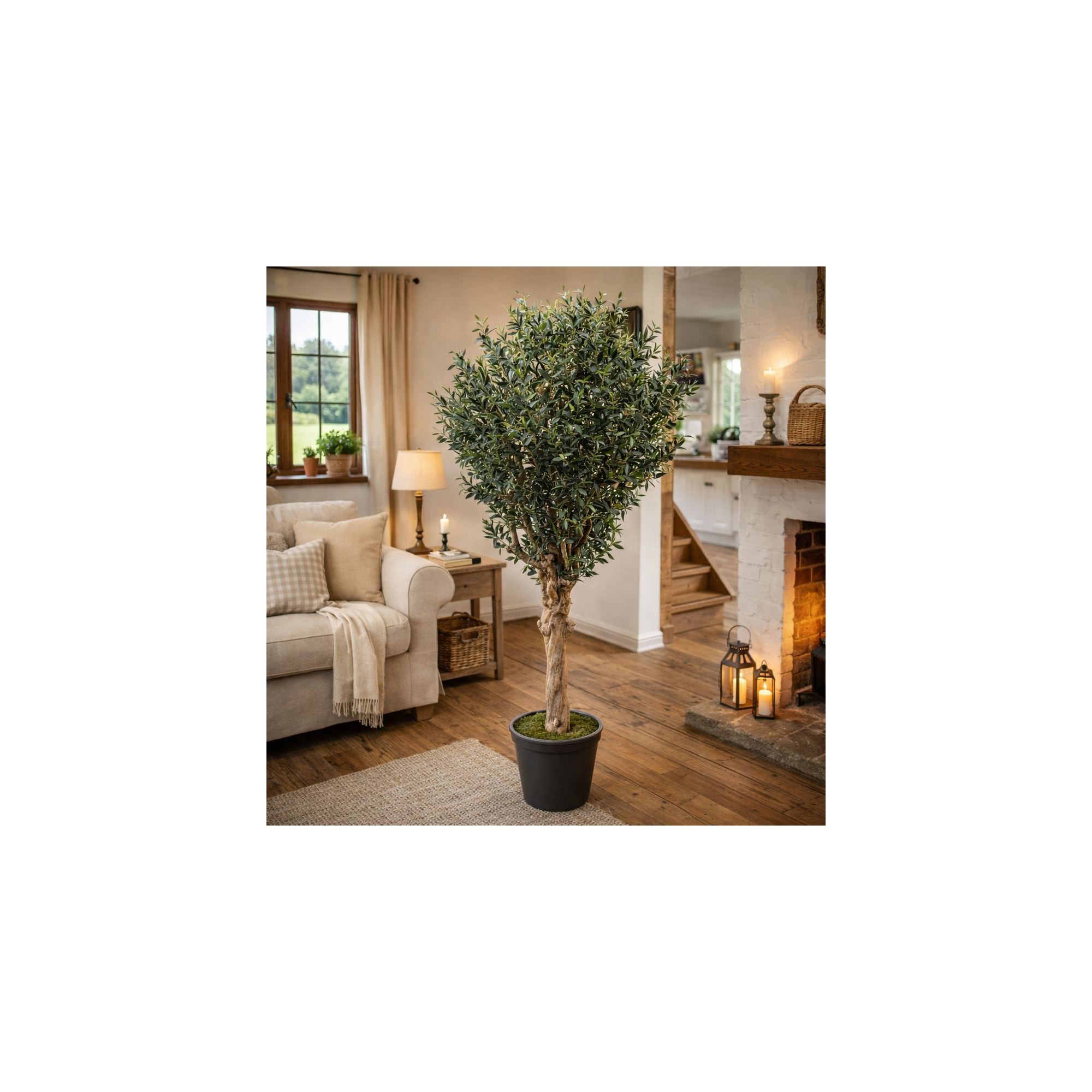 Giulia Grillo Olivo Seminaturale  Verde con frutti  Tronco Jamaica  H 250 cm