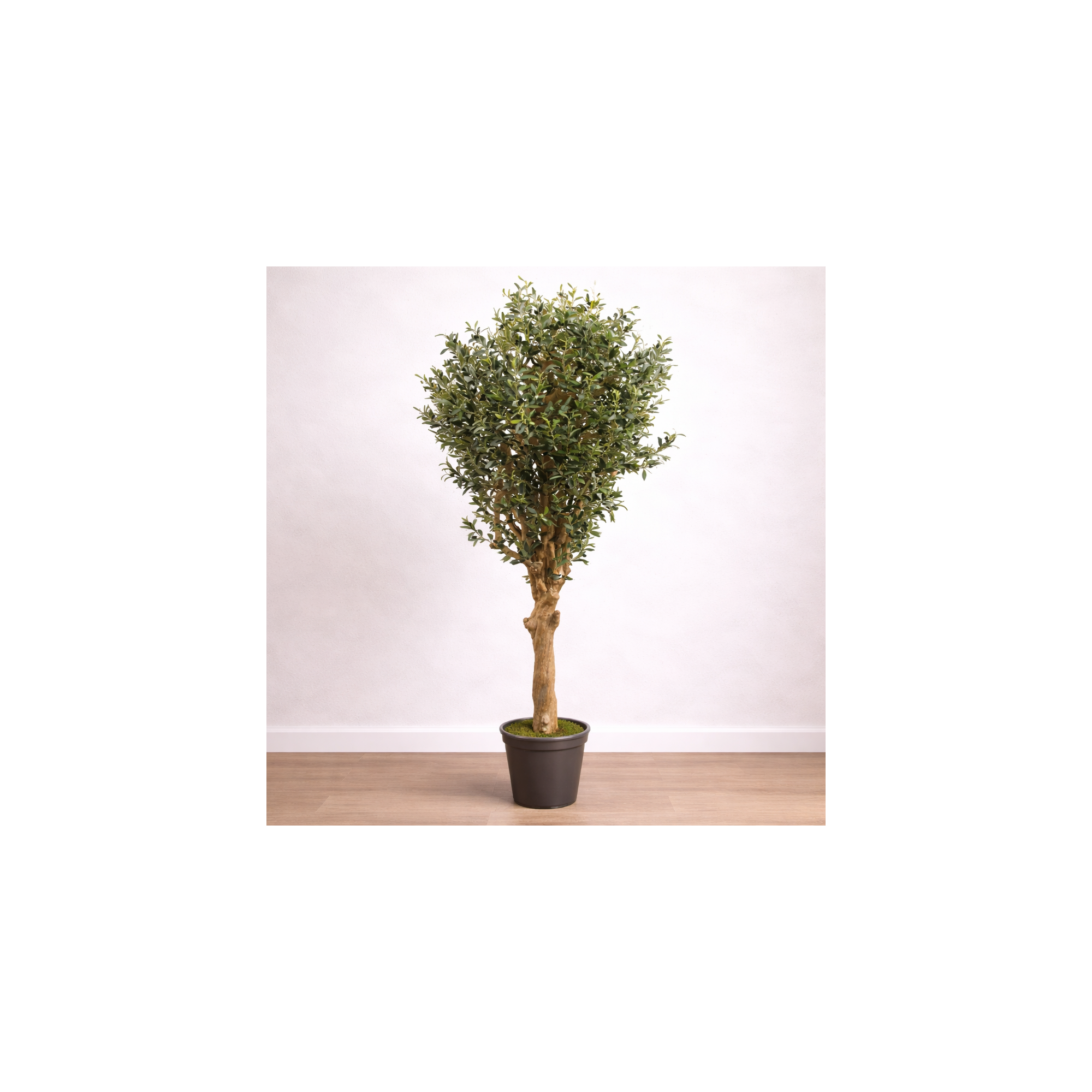 Giulia Grillo Olivo Seminaturale  Verde con frutti  Tronco Jamaica  H 200 cm