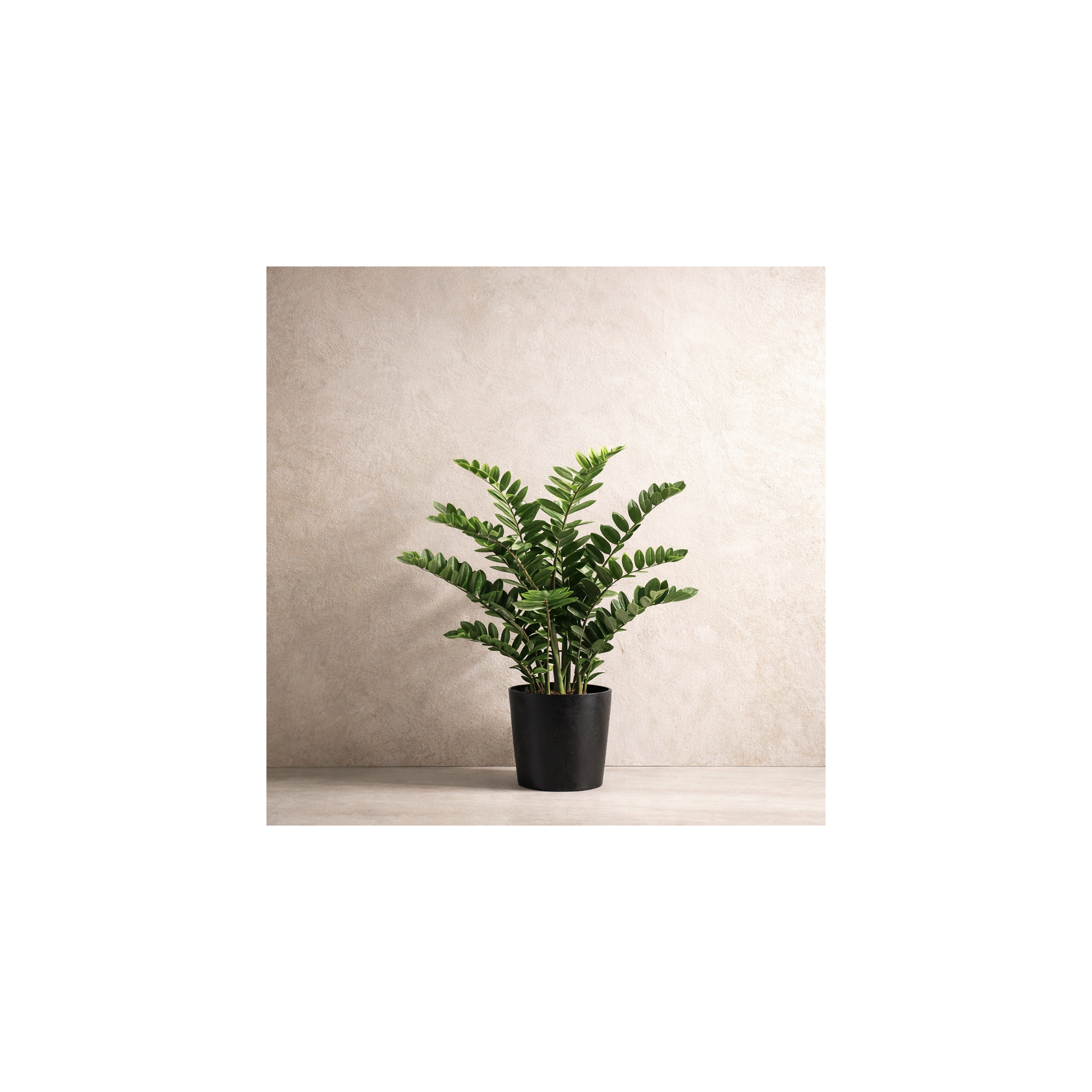 Giulia Grillo Zamioculcas Artificiale  Verde  Foglie Real Touch  H 120 cm
