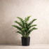 Zamioculcas Artificiale  Verde  Foglie Real Touch  H 120 cm