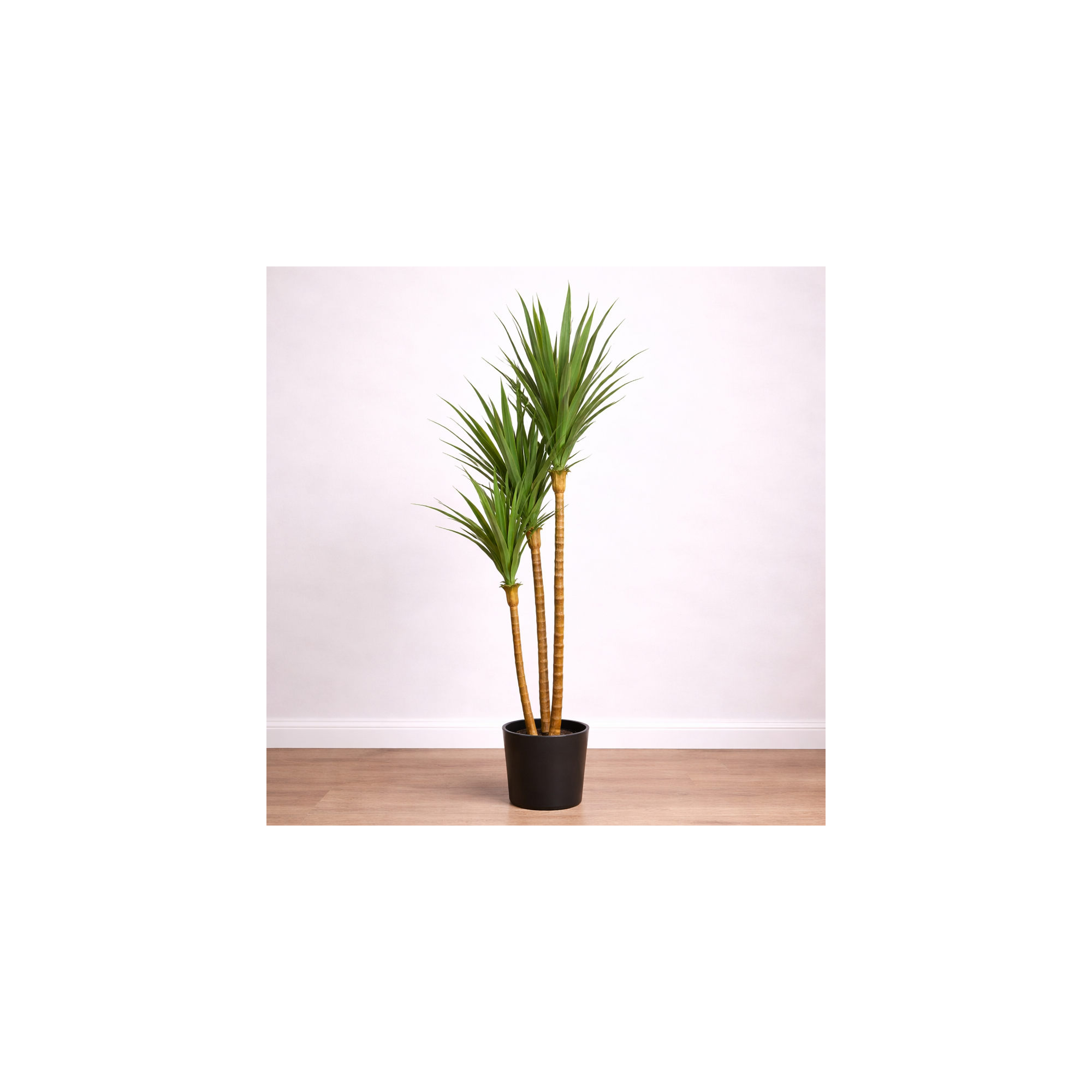 Giulia Grillo Dracena Angustifolia Artificiale  Verde  UVR H 180 CM