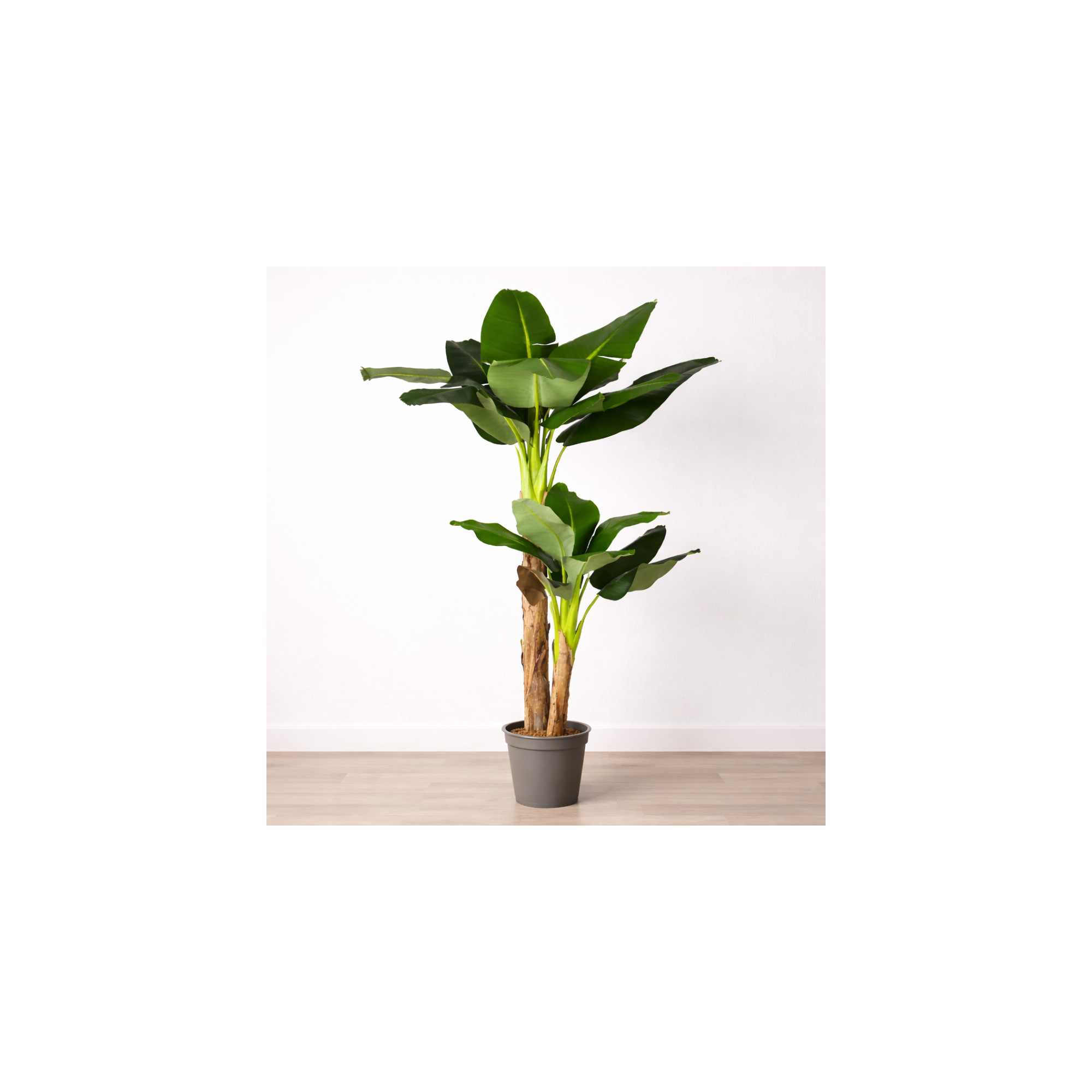  Banano Seminaturale Verde 2 Tronchi in Corteccia di Banano 150cm