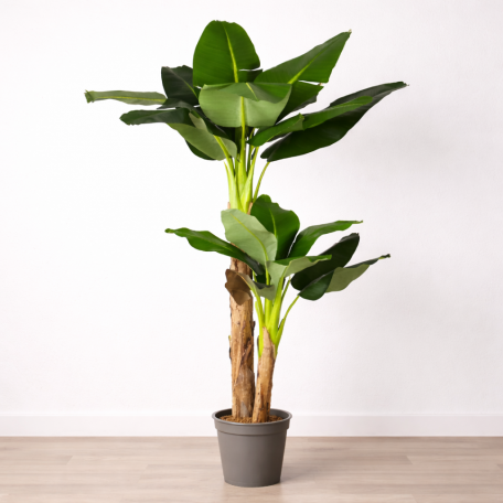 Banano Seminaturale Verde 2 Tronchi in Corteccia di Banano 150cm