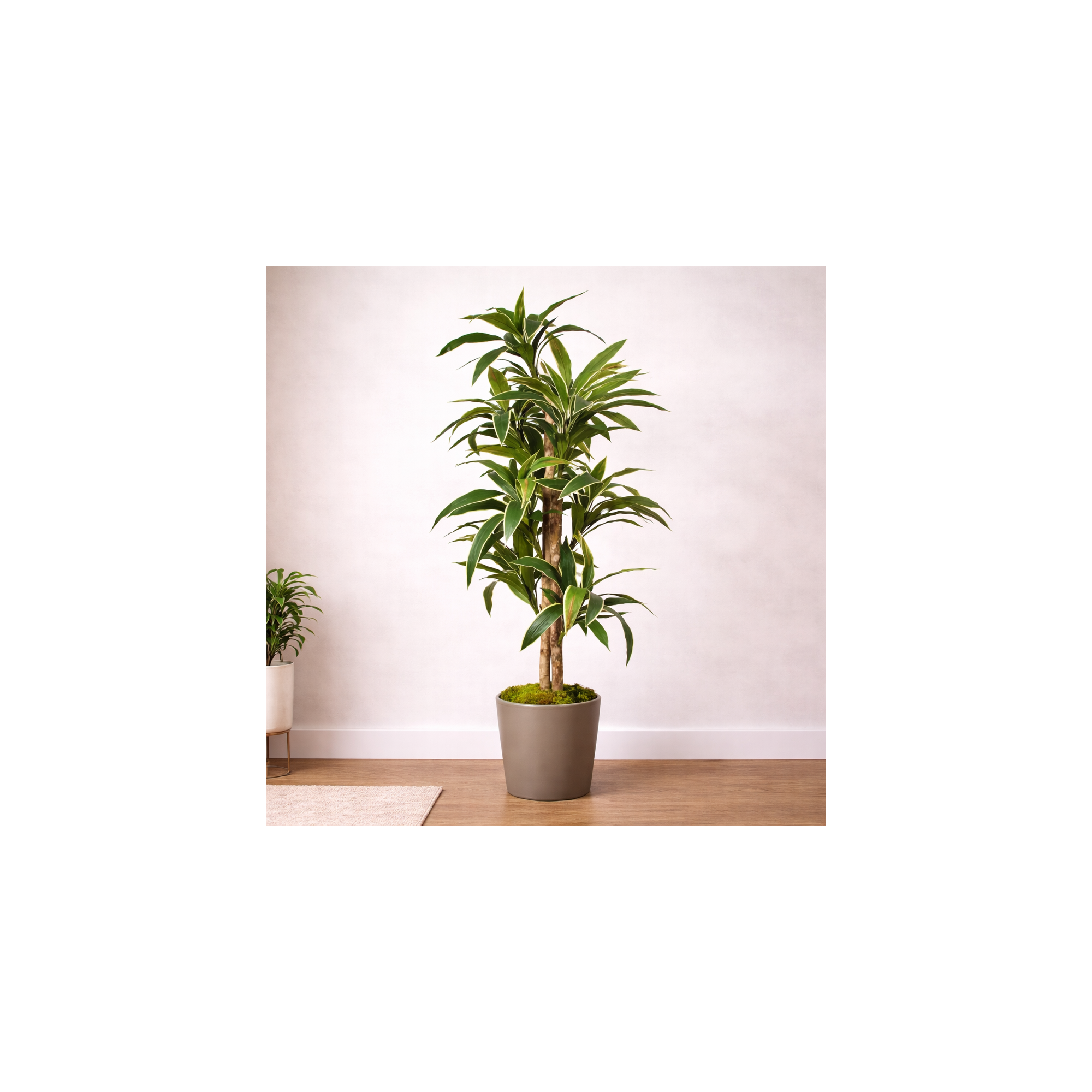 Giulia Grillo Dracena Semi-Naturale  Verde UVR Tronco Mansanisi 200cm