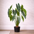 Grand Syngonium Artificiale Variegato con 12 foglie 100 cm