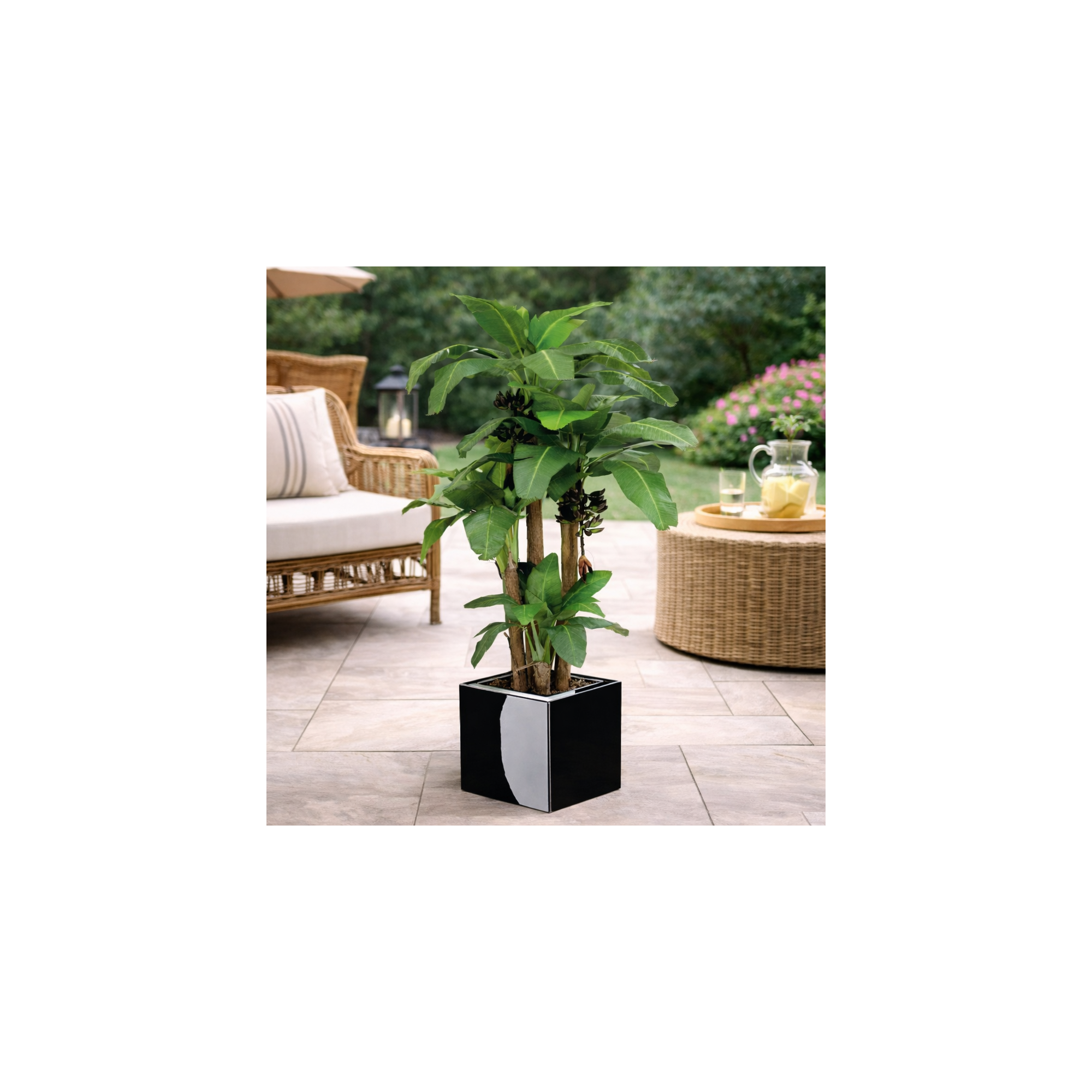 Giulia Grillo Banano Seminaturale Verde 4 Tronchi in corteccia di Banano 270cm