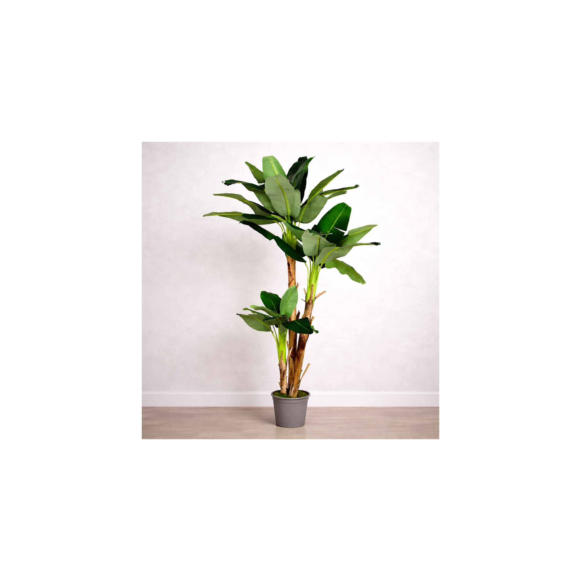 Giulia Grillo Banano Seminaturale Verde 3 Tronchi in corteccia di Banano 230 cm