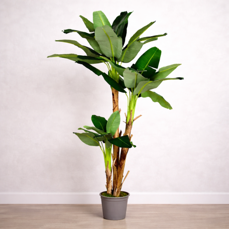 Banano Seminaturale Verde 3 Tronchi in corteccia di Banano 230 cm