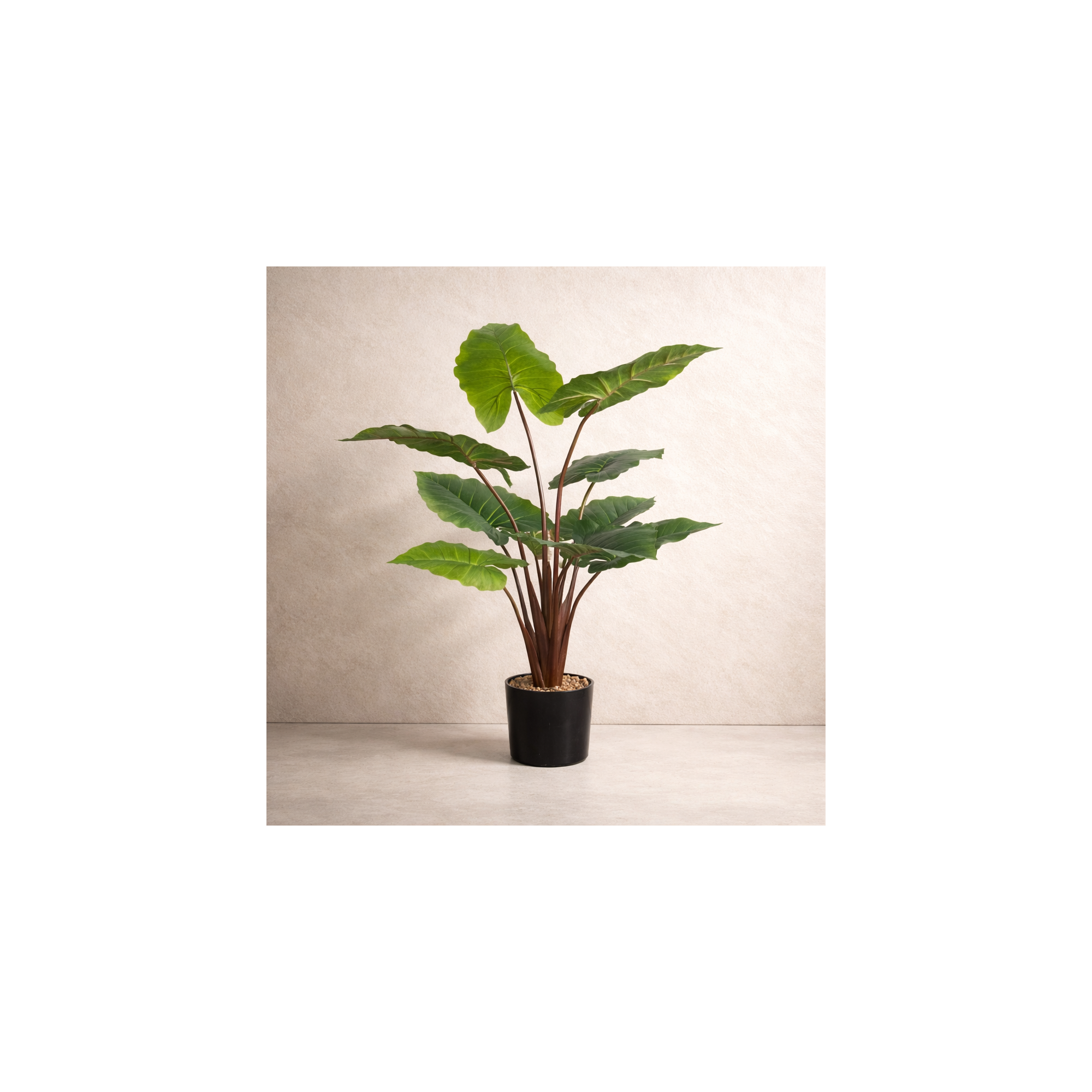 Giulia Grillo Alocasia Macrorrhiza Artificiale Verde Base con ciottoli 120cm