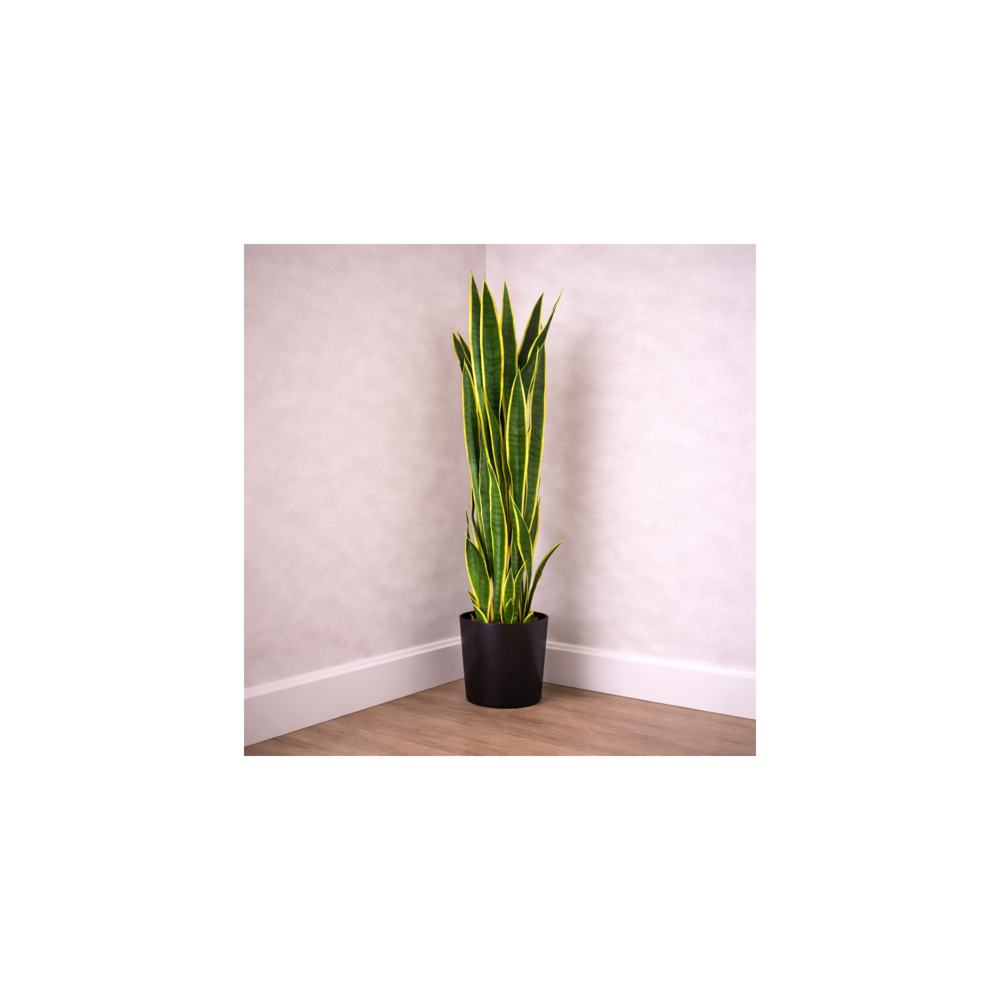 Giulia Grillo Sanseveria Artificiale  Variegata  High  UVR  H  130 cm