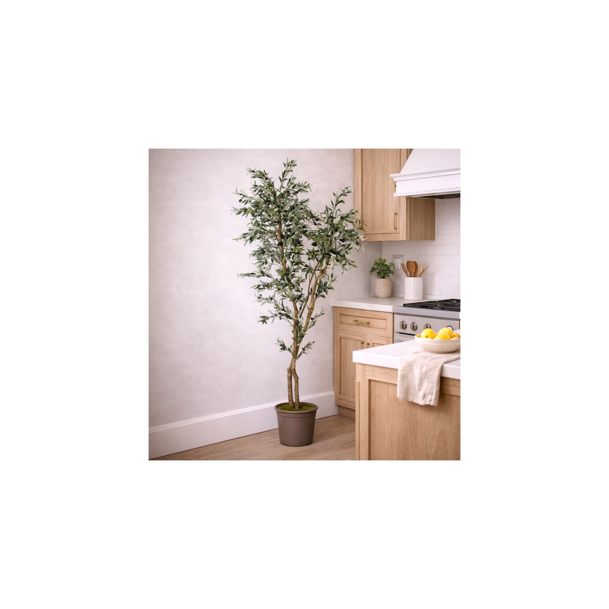 Giulia Grillo Olivo Seminaturale  Verde  Tronco Mansanisi   H 180cm