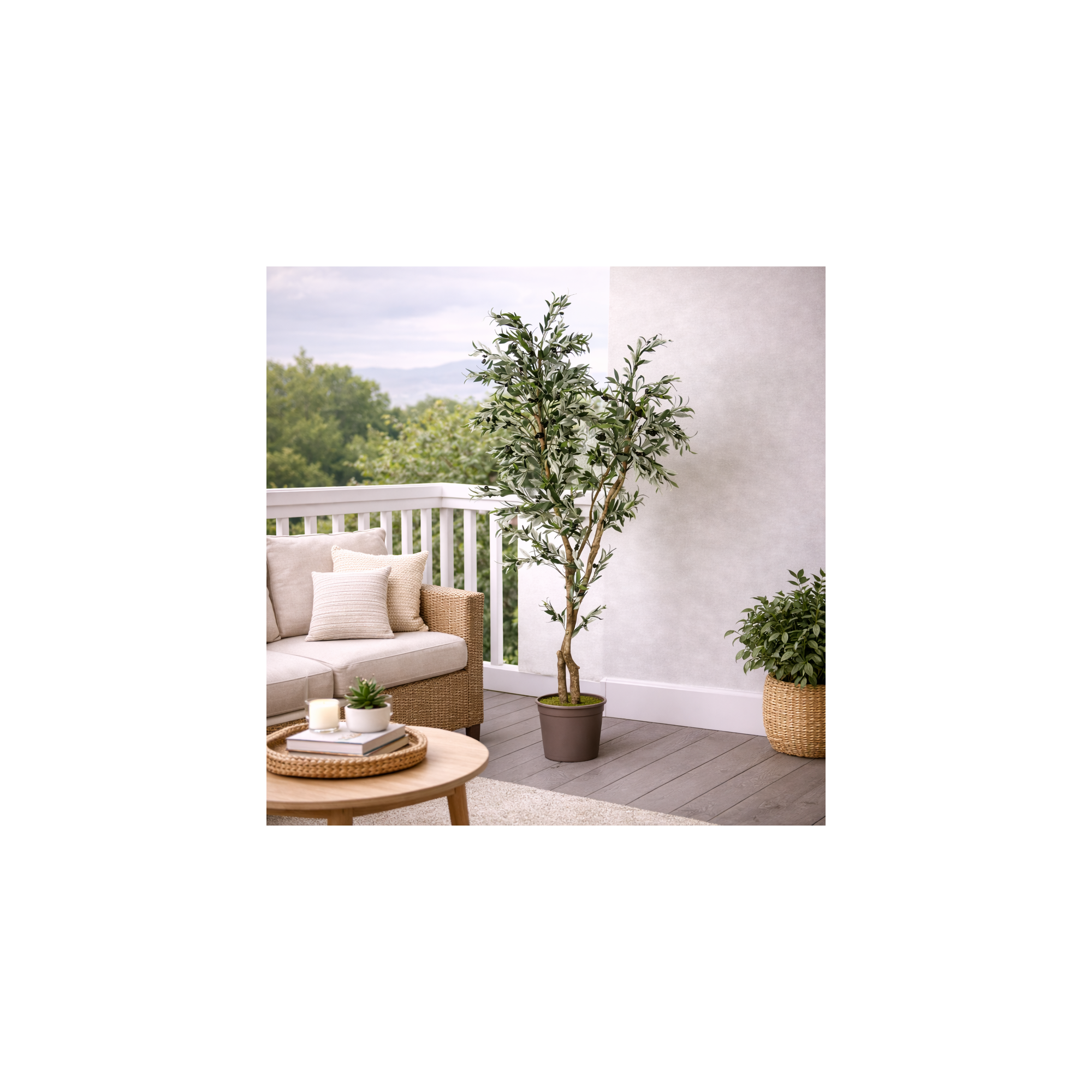 Giulia Grillo Olivo Seminaturale  Verde  Tronco Mansanisi   H 180cm