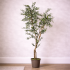 Olivo Seminaturale  Verde  Tronco Mansanisi   H 180cm