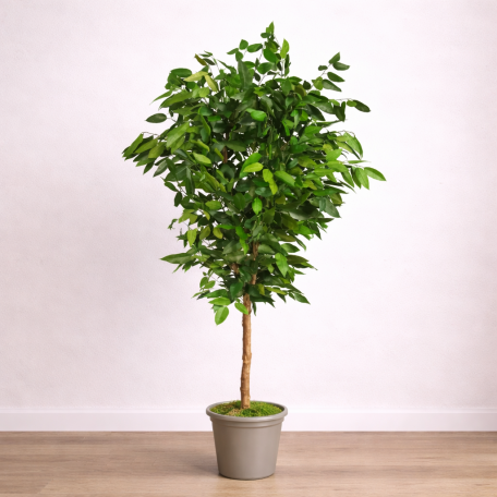 Eucalipto Robusta Stabilizzato  Verde  Tronco Mansanisi H 200 cm