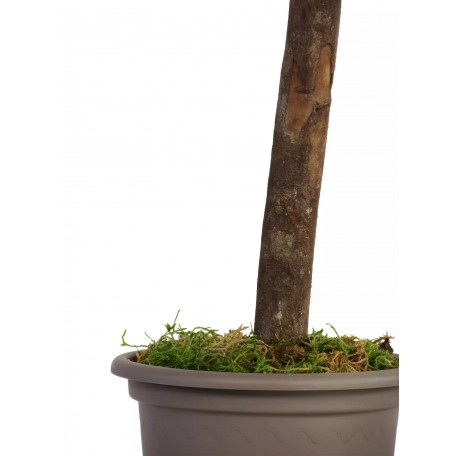 Eucalipto Robusta Stabilizzato  Verde  Tronco Mansanisi h 180 cm