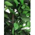 Eucalipto Robusta Stabilizzato  Verde  Tronco Mansanisi h 180 cm