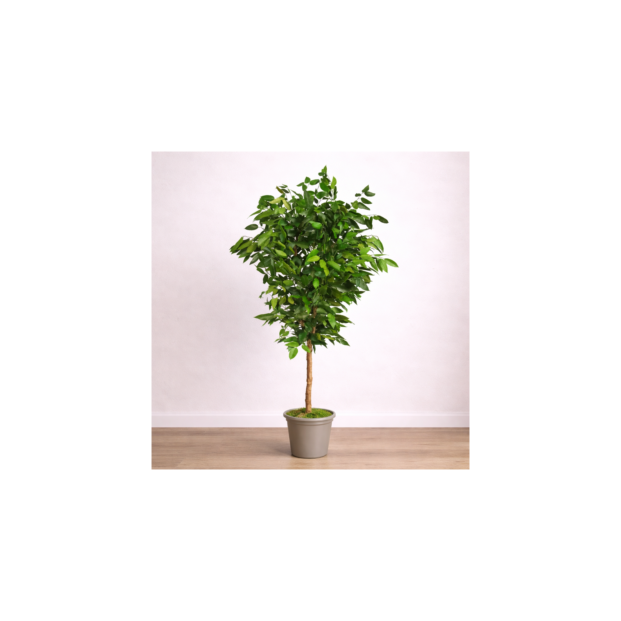 Giulia Grillo Eucalipto Robusta Stabilizzato  Verde  Tronco Mansanisi h 180 cm